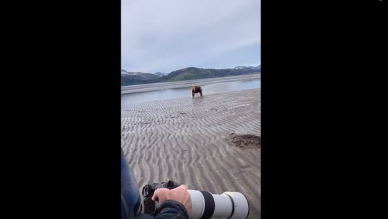 Facing the charge: a professional bear guide's bold encounter in Alaska's wilderness