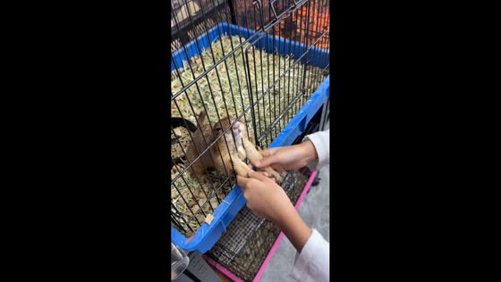 Daughter shakes hands with a prairie dog in Bangkok, Thailand