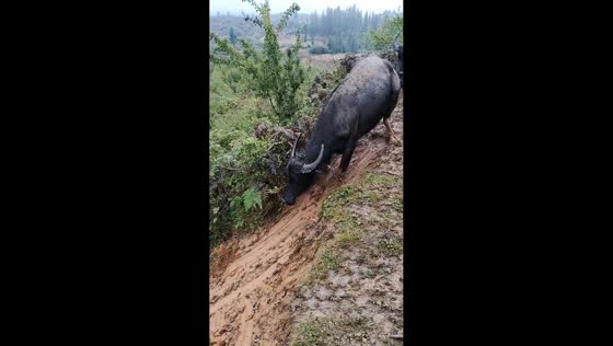 Cow enjoys sliding down muddy hill in Yunnan, China