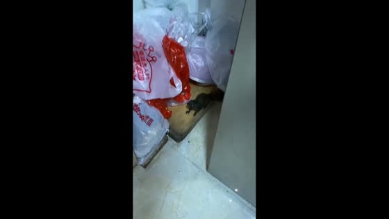 Squirrel hilariously scrambles around a house before escaping through a window in Zhejiang, China