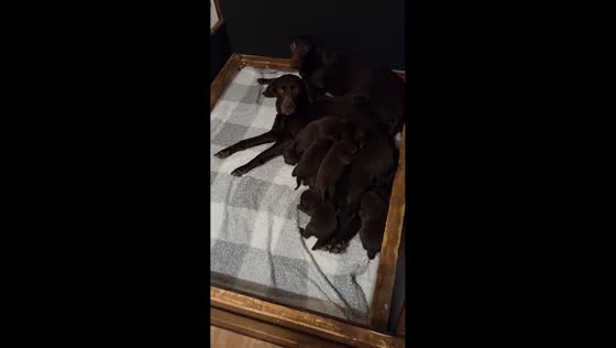 Labrador grandmother tries to nurse puppies in Cumbria, England, UK