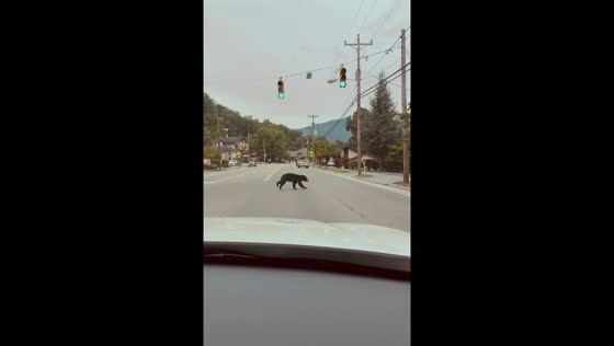 Black bear spotted crossing road in downtown Gatlinburg, Tennessee