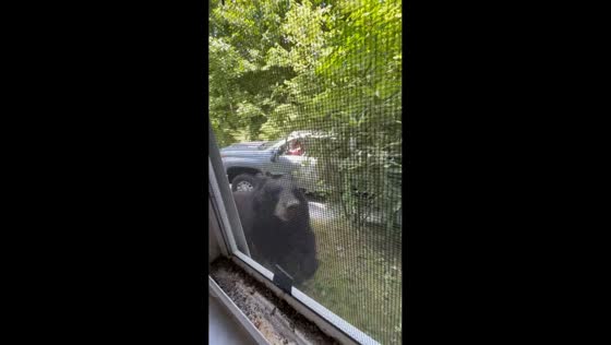 Bear startles couple through window in Pigeon Forge, Tennessee