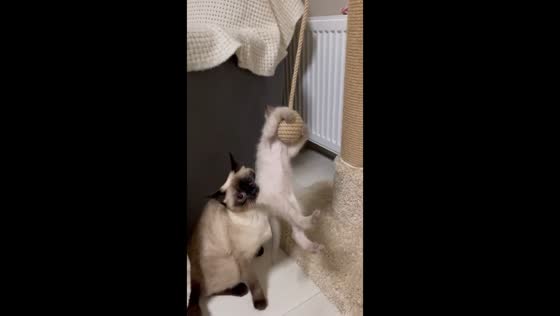 Loving Thai cat Luna: a tale of motherhood and her warrior kitten, Himars