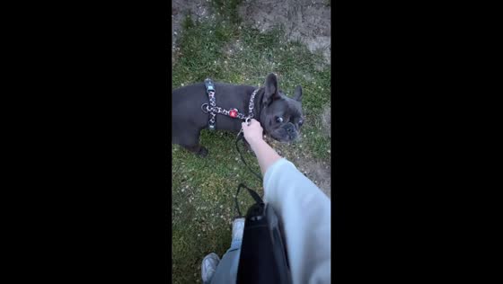 French bulldog sprints and plays after being unleashed in Kryvyi Rih, Ukraine