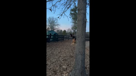 Playful dog swinging mishap in Aiken, South Carolina, USA