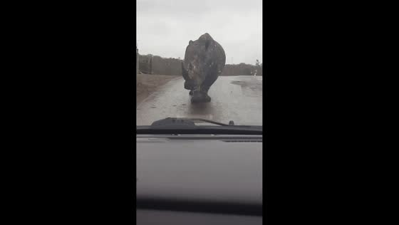 Curious rhinoceros rubs against visitors' car at safari park in England, UK