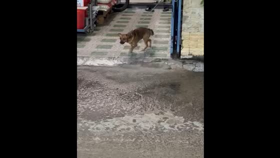 Dog struggles to move while tied in Hồ Chí Minh, Vietnam