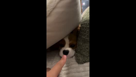 10-month-old dog playfully tries to bite owner's finger in Sofia, Bulgaria