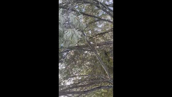 Small ice pieces fall from pine trees in Berlin, Connecticut, USA