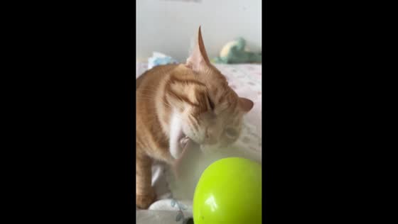 Cat mesmerized by spinning fan blades in Beijing, China