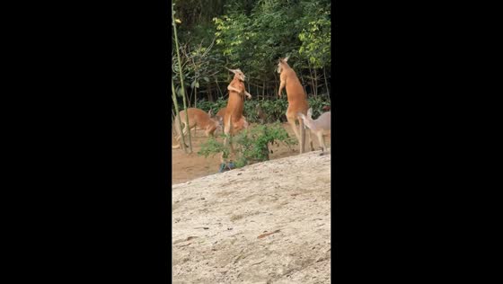 Kangaroos clash beside road in Guangdong, China