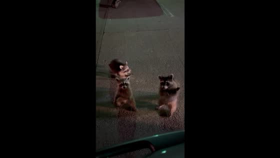 Curious raccoons approach car at drive-through in Farmington, New Mexico, USA