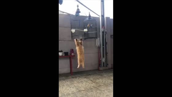 Cat jumps onto bird cage after watching closely in Lampung, Indonesia