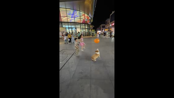 Playful corgi entertains crowd with balloon game in Shandong, China