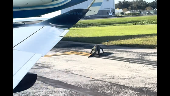 Large alligator spotted on airport runway in Fort Myers, Florida