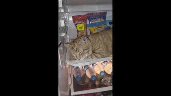 Chubby cat naps inside half-open fridge in Lat Krabang, Bangkok, Thailand
