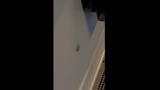 Unexpected passenger: bedbug spotted inside a bus in Issy-les-Moulineaux, France