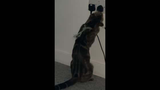 Cat unplugs partner's PlayStation in Southampton, UK