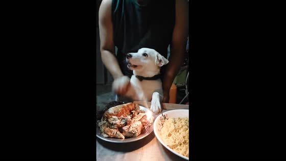 Joyful celebration: a heartwarming birthday serenade for Bududuts, the resilient furbaby