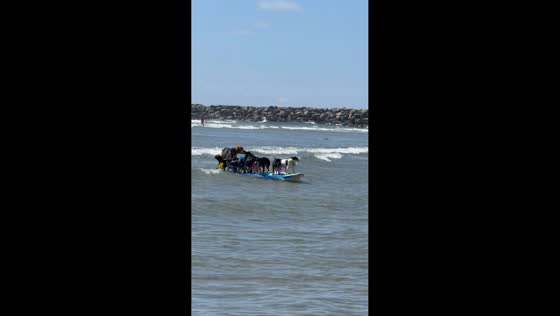 Dogs ride wave to shore on surfboard in San Diego, California