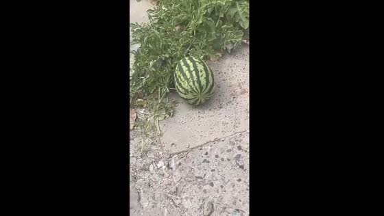 Resilience amidst ruin: watermelon thrives in devastated central market of Kherson, Ukraine
