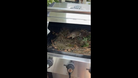 Squirrel family found nesting inside grill in Philadelphia, Pennsylvania, USA