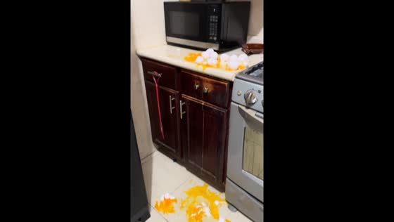 Cat breaks eggs in Monterrey Kitchen