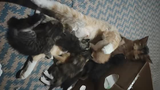 Mother cat seen feeding kittens and meowing loudly in Hebei, China