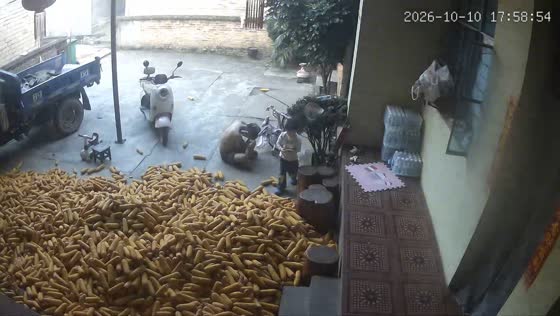 Man slips and falls while walking across a pile of harvested corn in Yunnan, China