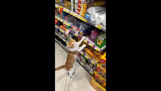 Cat leads shopping trip and demands luxury food in Betina, Croatia