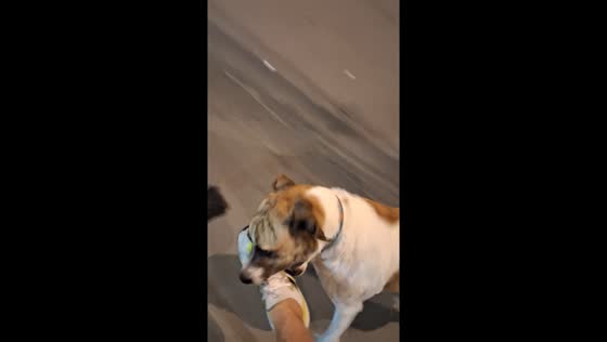 Playful street dog chases cyclist in Rincón del Suba, Bogotá, Colombia