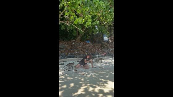 Monkey suddenly attacks tourist in Phi Phi Island, Thailand