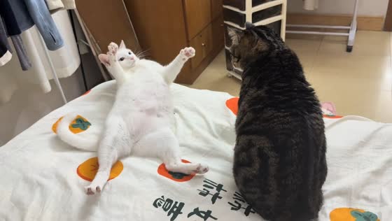 Cats interact playfully on a bed in Guangdong, China