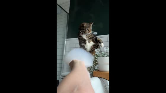 Cat Enzo hilariously struggles with bath bubbles in Maidstone, England, UK