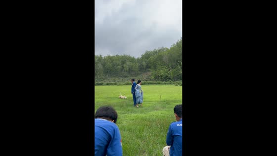 Goat trips and falls during prenup photoshoot in Gunung Kidul, Java, Indonesia