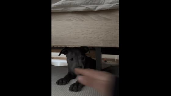 Playing with 2-month-old staffy: cute moment under the bed in Saint-Julien-en-Genevois, France