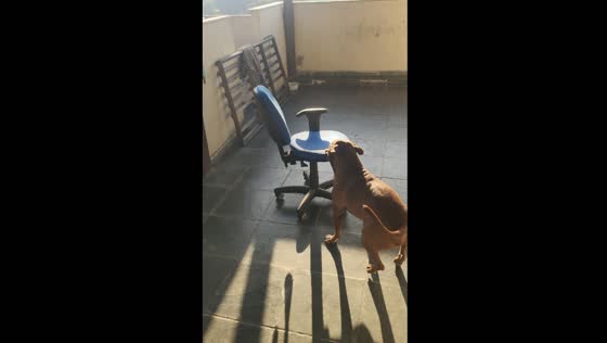 Dog spins chair in circles in Rio de Janeiro