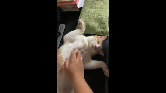 Peaceful cat sleeping soundly in Quezon City, Philippines