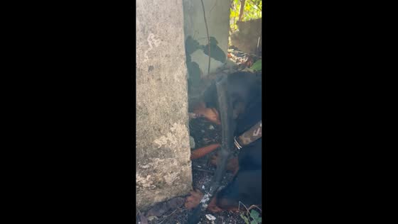 Dachshund dog bites off lizard's tail in Playa del Carmen, Mexico