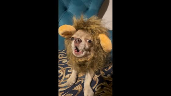 Dog in lion costume barks along to flute in Odesa, Ukraine