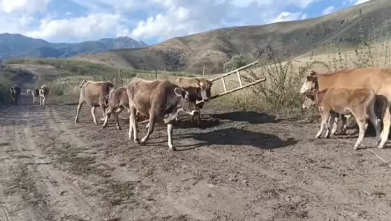 Cow casually walks with ladder stuck around its head in Xinjiang, China