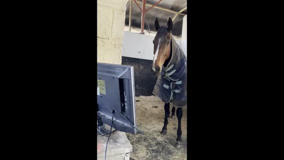 Grounded but game: Hewick the horse watches Cheltenham Race from stable