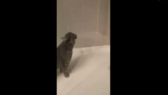 Quirky quencher: cat prefers shower sips over traditional bowl