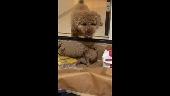Poodle puts toy in owner’s luggage during fetch in Saitama, Japan
