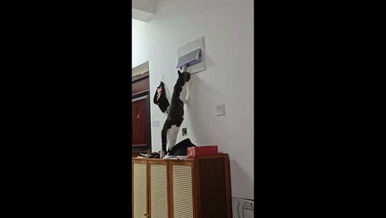 Cat turns off light after reaching switch on cabinet in Henan, China