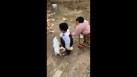 Children share playful moment with lamb in Henan, China