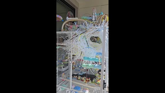Parrots build elaborate nest from zip ties in Zhejiang, China