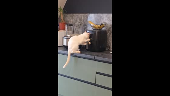 Curious kitten opens air fryer and knocks it off counter in Rivne, Ukraine