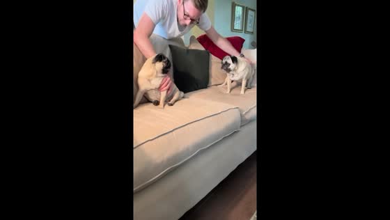 Pug sisterhood: endless tussles and playful bonding